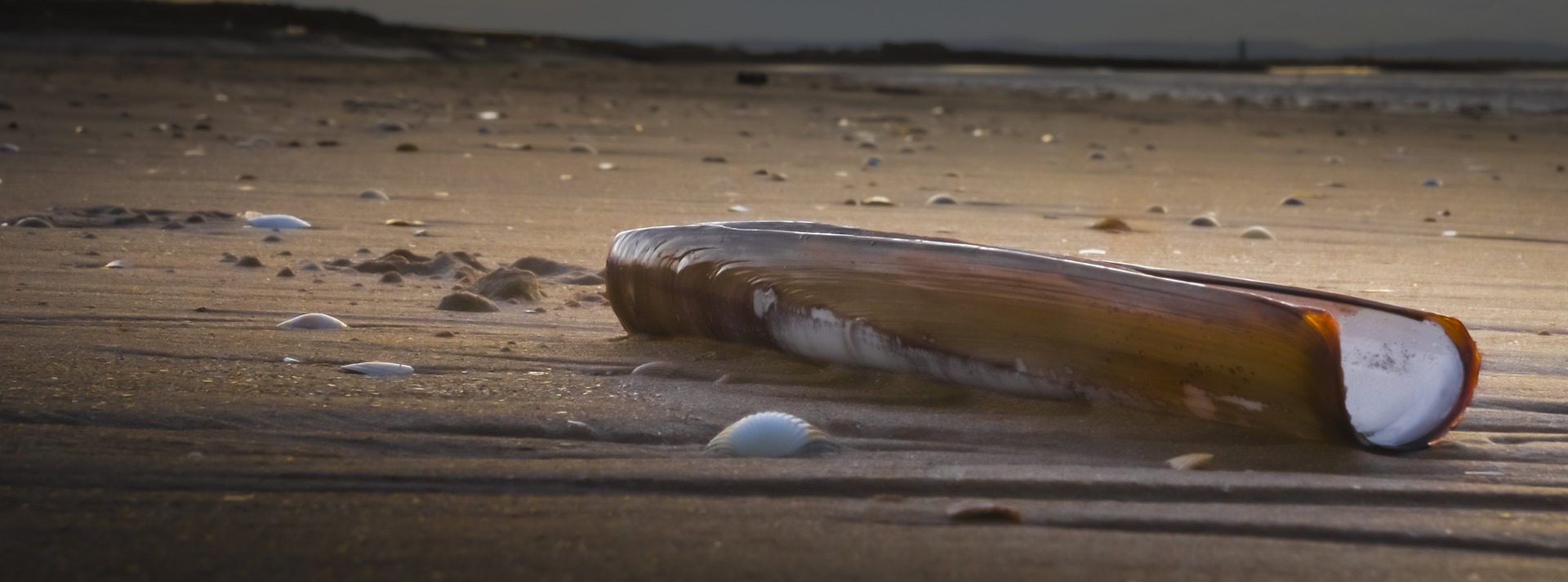 Solitary shell on wet sand