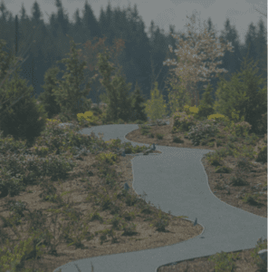 Winding path through a lush forest landscape.